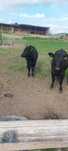 Vitele angus cu acte