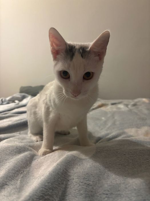 Pisicuta fetita spre adoptie