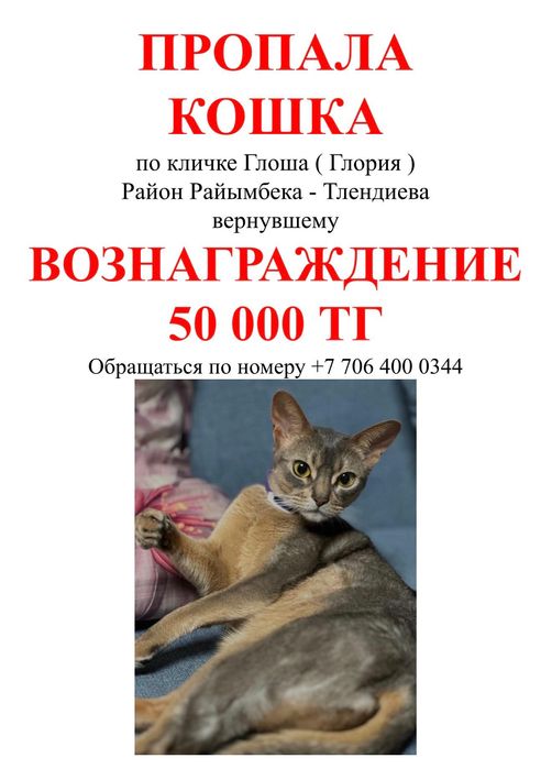 Пропала кошка по кличке Глория ( Глоша )
