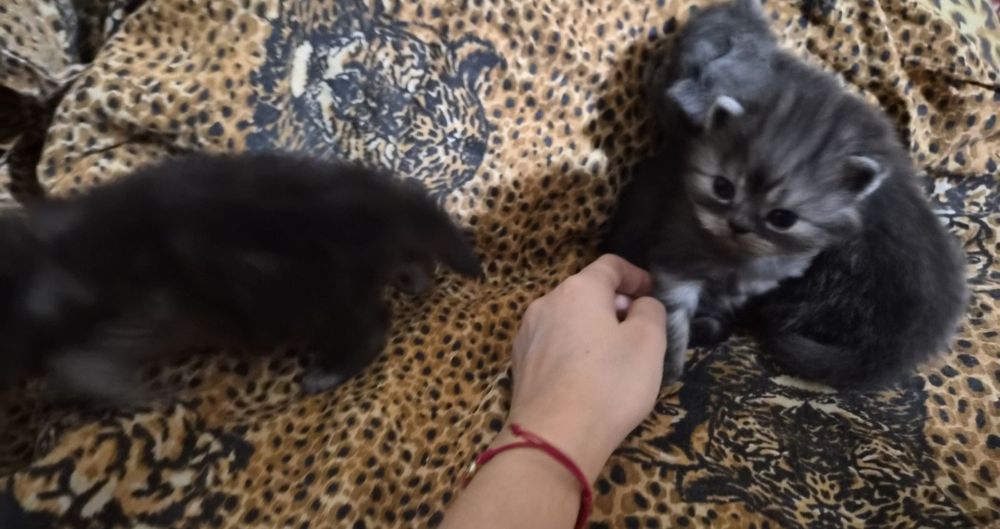Персийски котенца