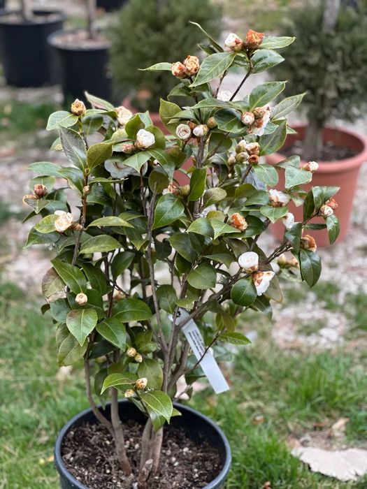 Camelia , Ienupar Tarator , Criptomeria , Photinia Vulcan, Evonymus