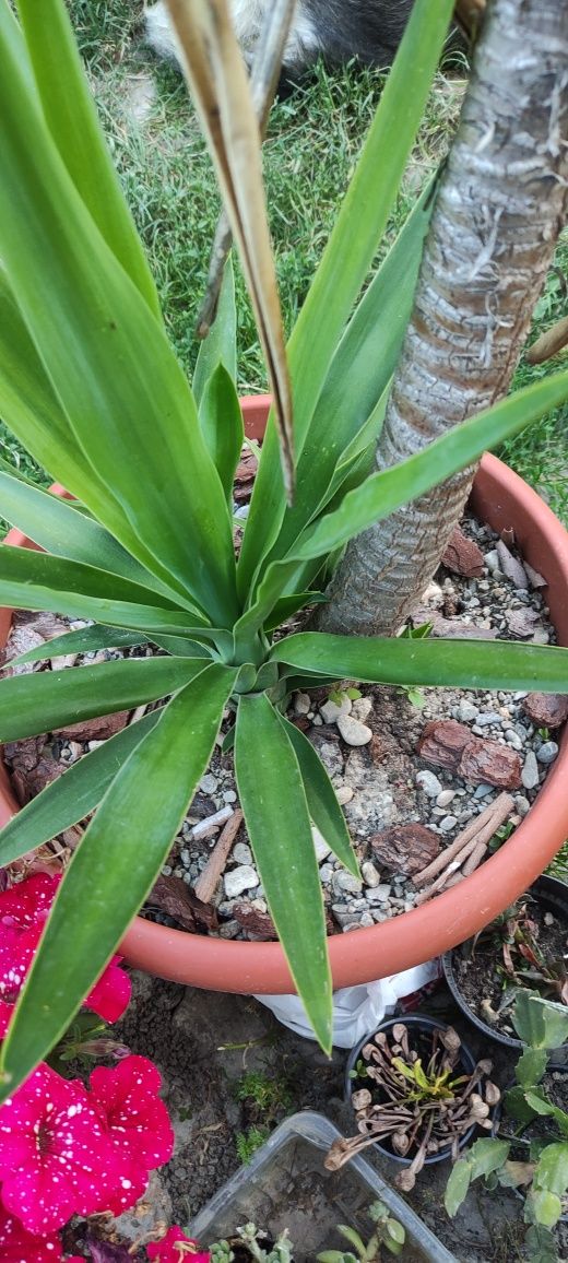 Yucca gloriosa arbore exotic
