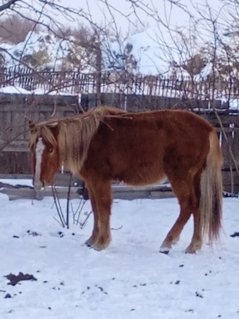 Продам  жеребца ...