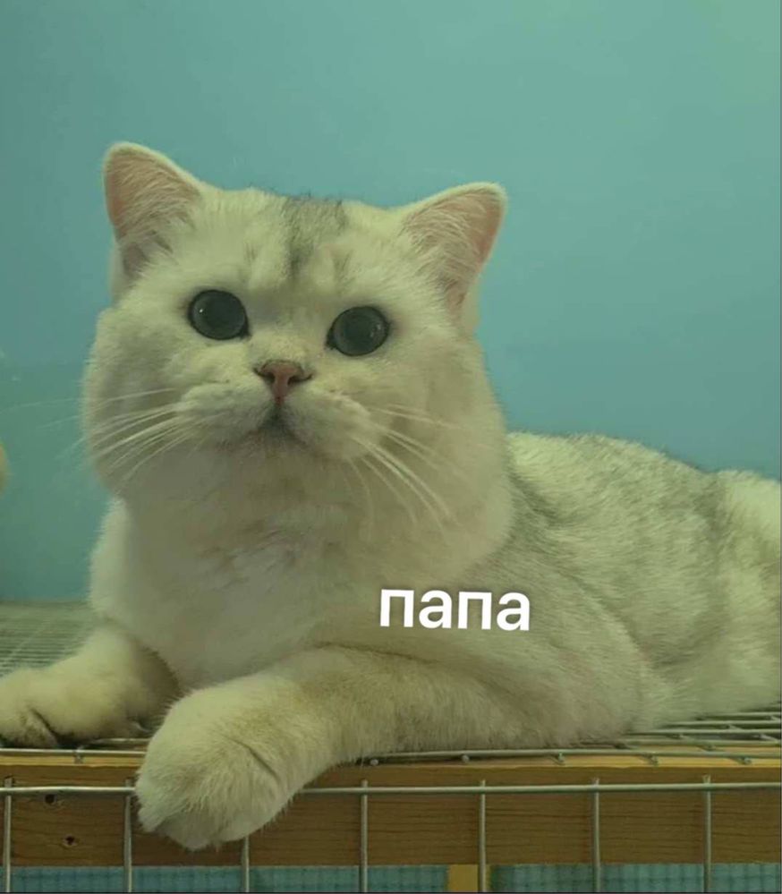 шиншилла хейланд продается котенок