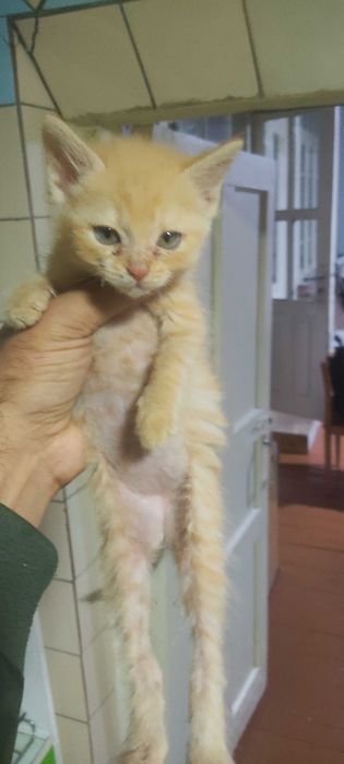 Котята 3шт жёлтого цвета отдаем срочно