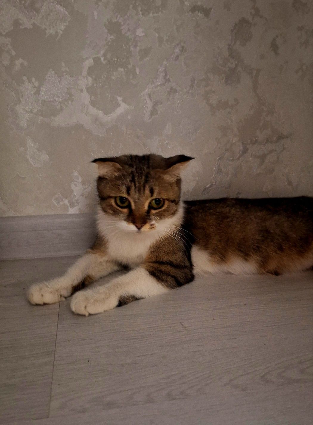 Скотиш фолд киз мушук сотилади Арзон нархда