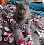 British shorthair