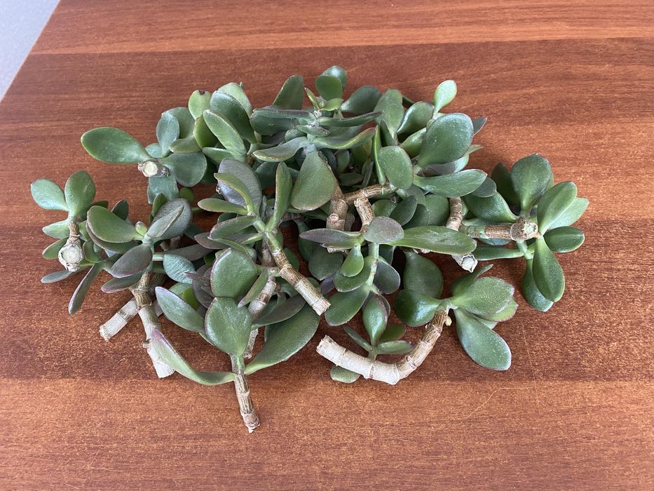 Продам отроски  толстянки. Отдам все вместе за 1000 тенге .