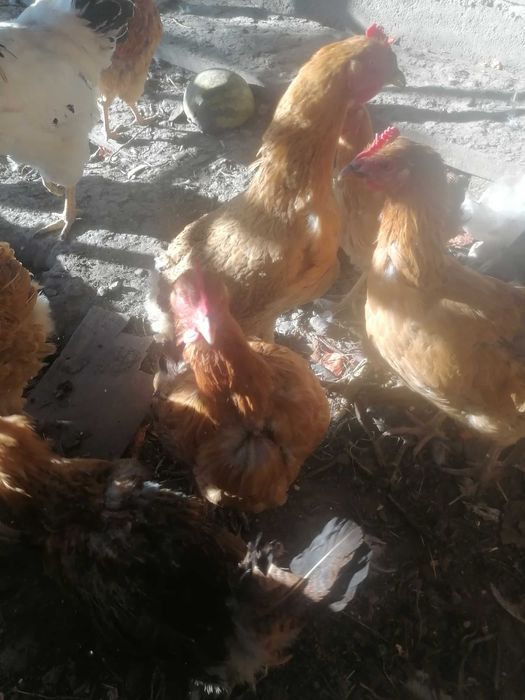 Продам домашних курочек.