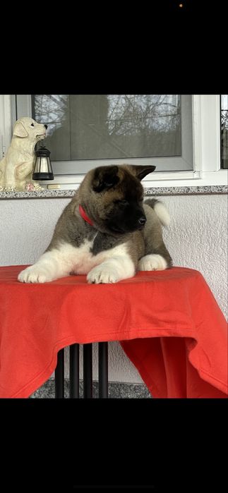 Akita American/Pedigree