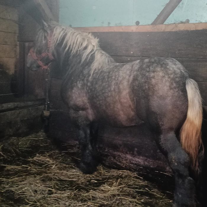 Manz armasar 3 ani 700kg