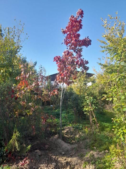 Tei mesteacan pawlonia braz artar