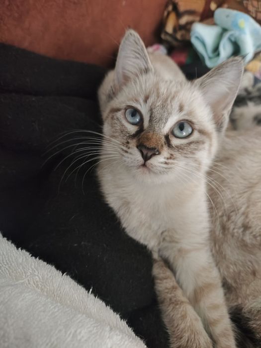 Продаются котята