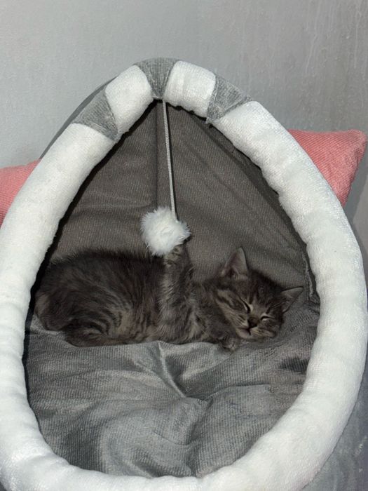 Котята британский