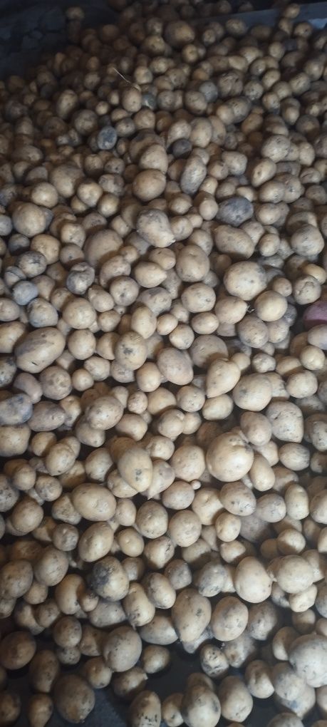 Продам картофель, тыква и тд.