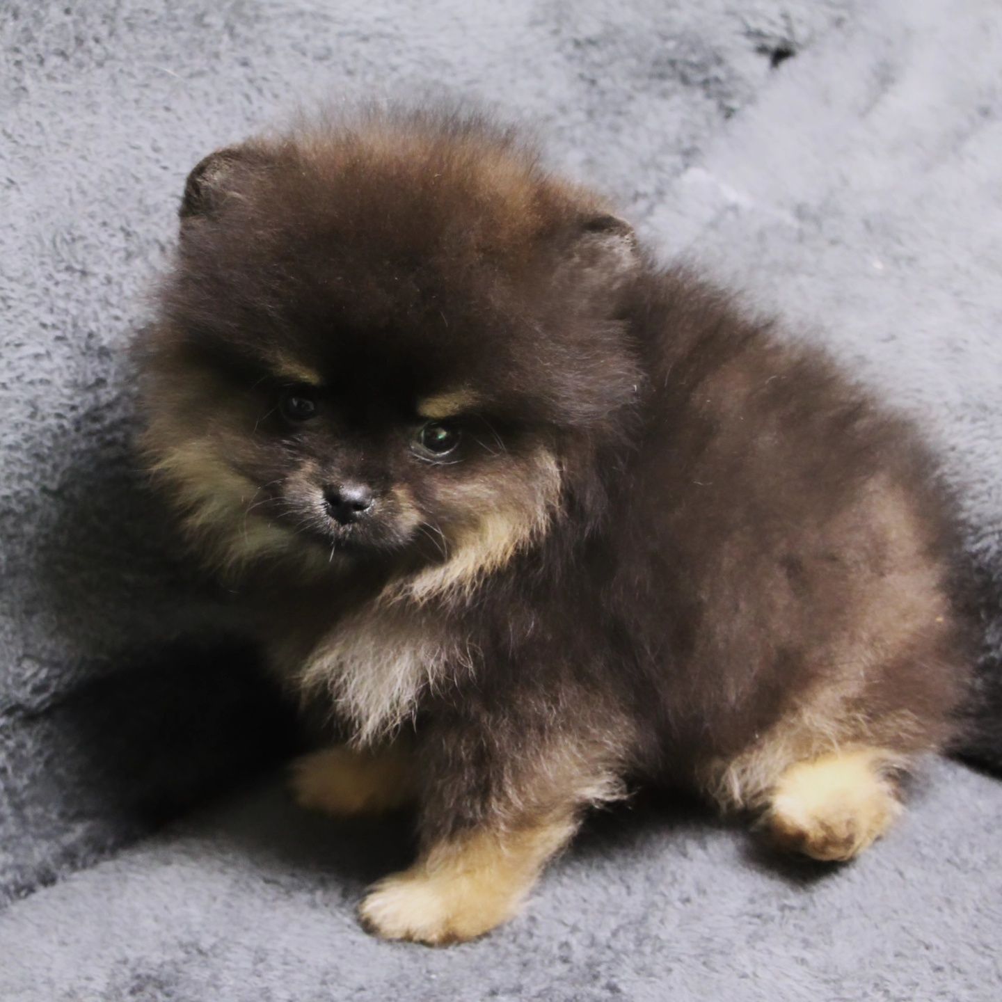 Развъдник Померан Golden Pom - мъжки померан
