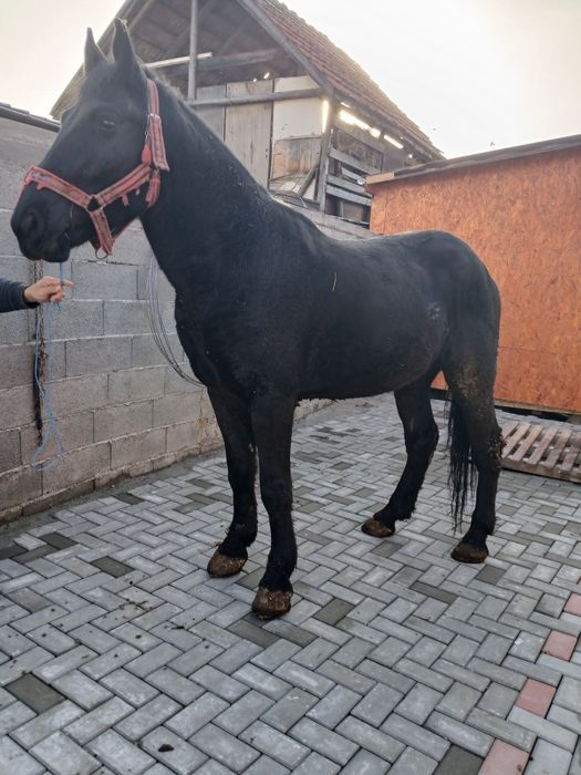 Cal de vânzare în vârstă de 3 ani