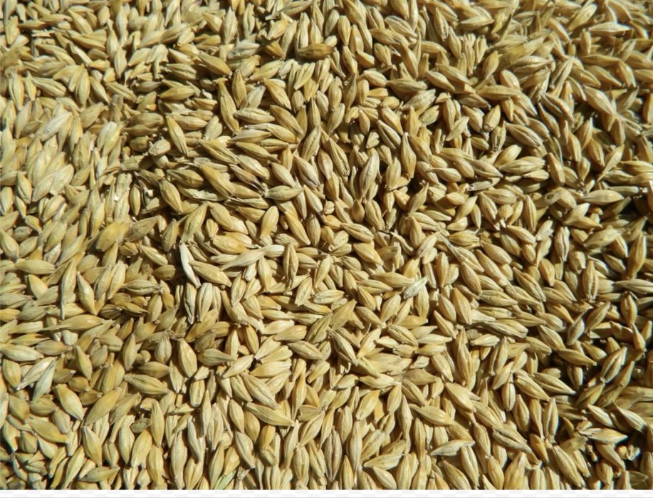 Продам ячмень 75