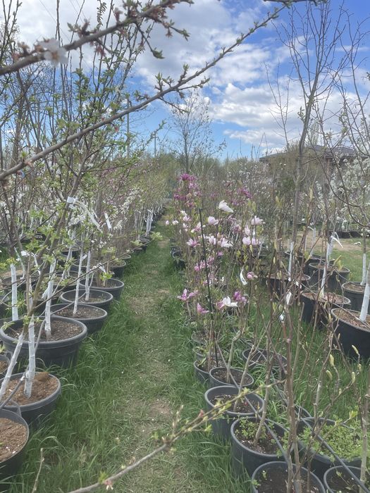 Pomi fructiferi pe rod