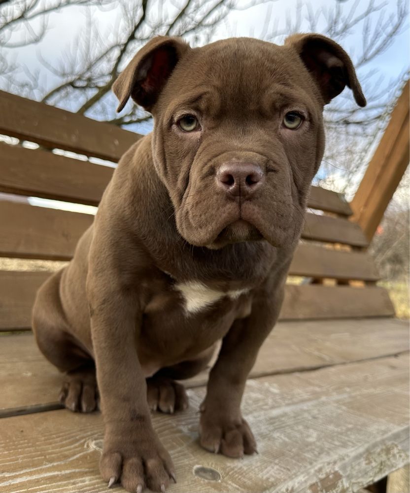 American bully pocket