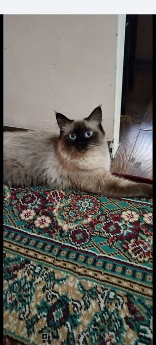 Мушук сиамская..