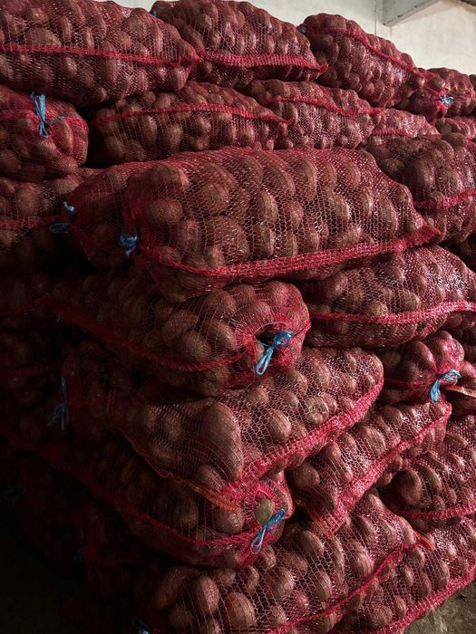 Vand cartofi Paradiso, Carerra, Red Fantasy +50