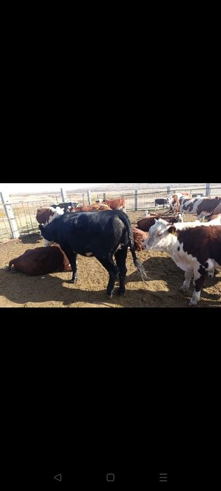 Кара токал сиыр сатылады