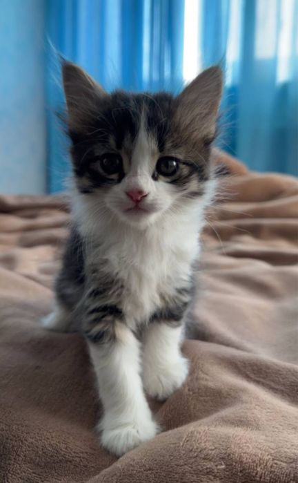 Отдаем котят в добрые руки