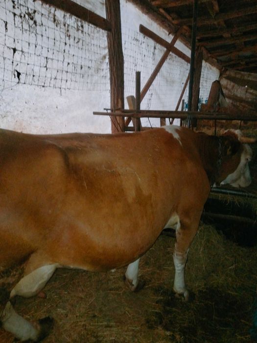 Vaca bălțată de vânzare