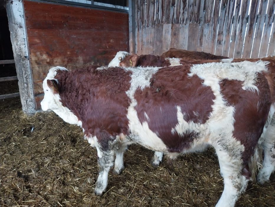 Tauri - rasa Bălțată Românească cu certificate de origine