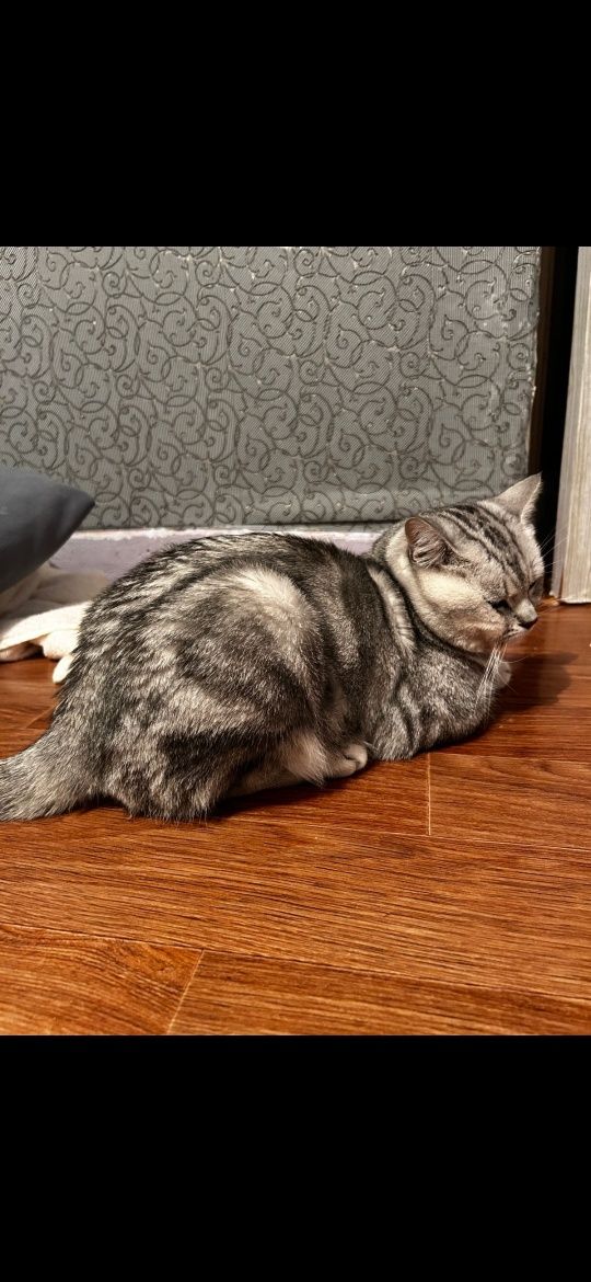 Кошка бесплатно Кошка бесплатно