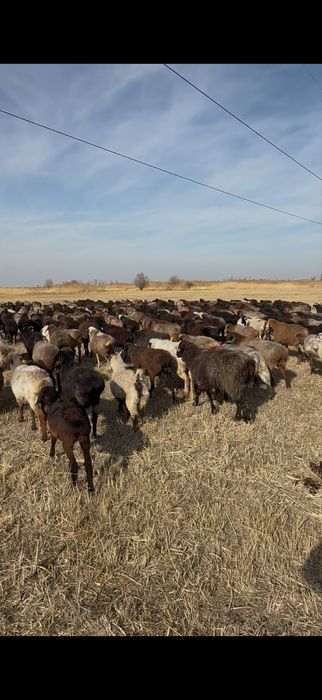 Саулык кошкар, токтылар сатылады