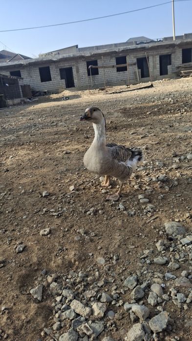 Индаутки и Гусь продается