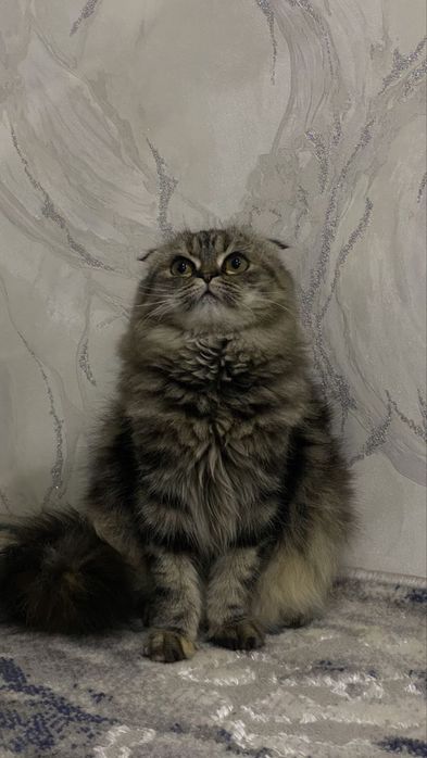 Скотиш фолд хейланд keliwamz