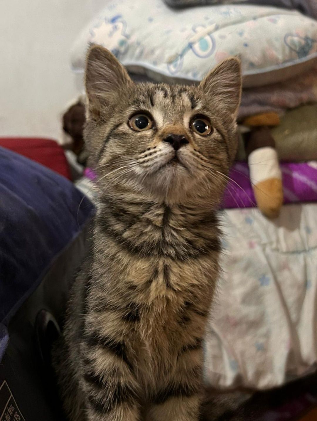 Котенок в добрые руки