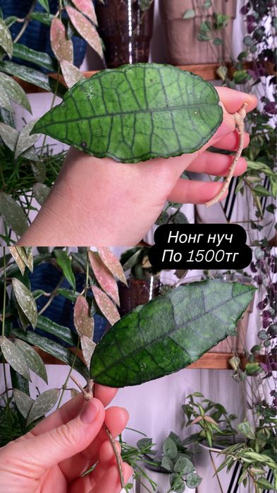 Продам черенки хой