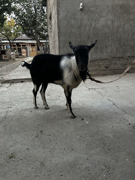 Пиакок теке сатылады