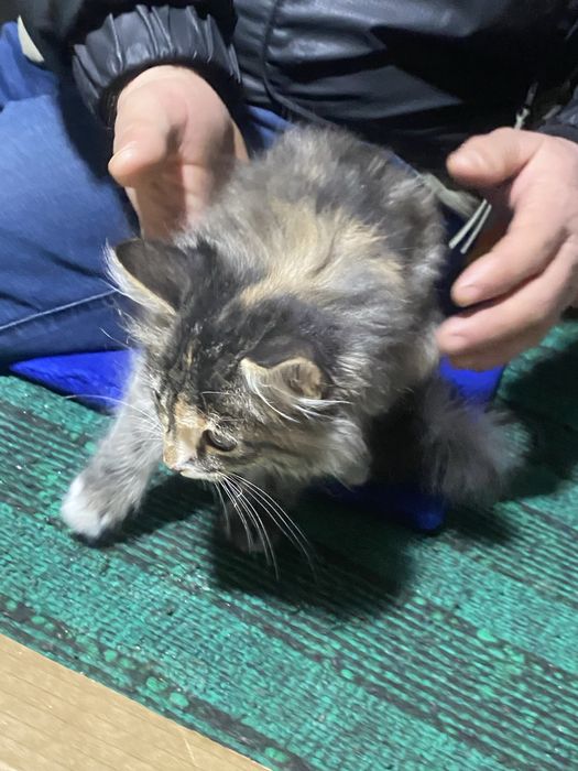 Maine coon mushigi arzonga bervoramiz