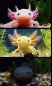 Продам аксолотль