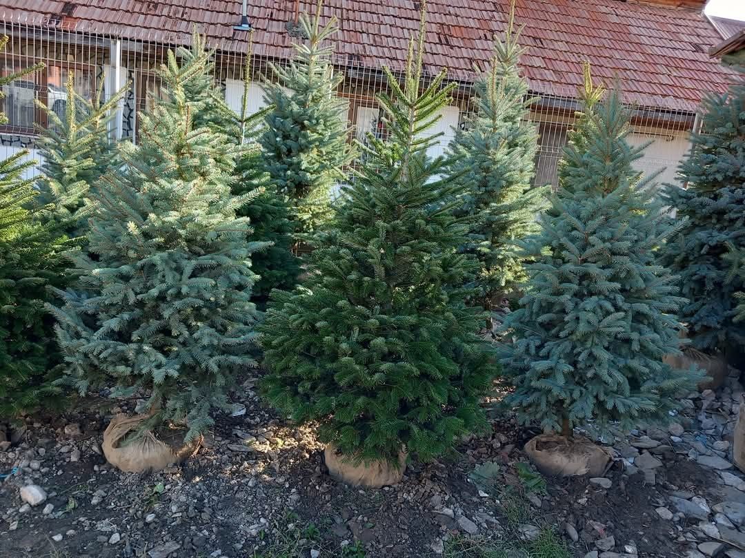 Vând plante ornamentale oriunde în țară execut grătare cascade cu tot