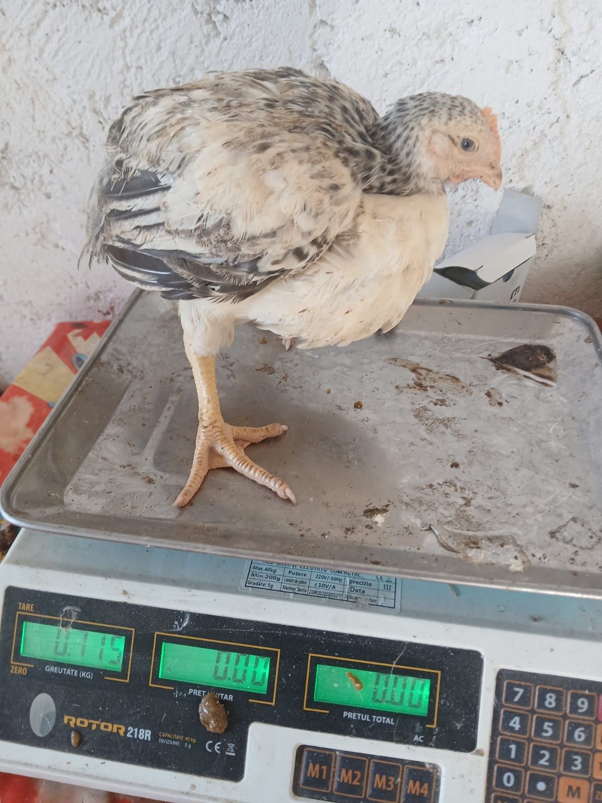 Vând pui de carne și pui de rasa mixta