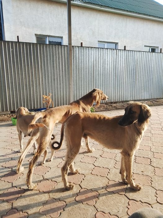 Құмай тазы кумай тазы күшіктері щенки