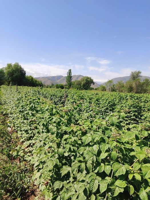 Продаются кусты малины