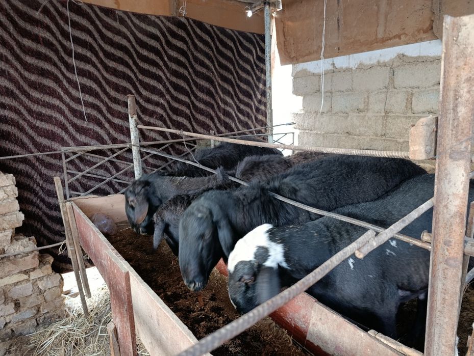 Zot va marosimlar uchun