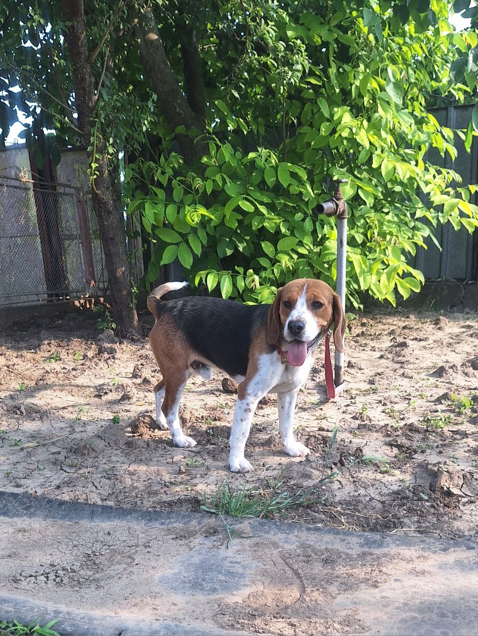 Oferta! Beagle, baietel, la un pret mic