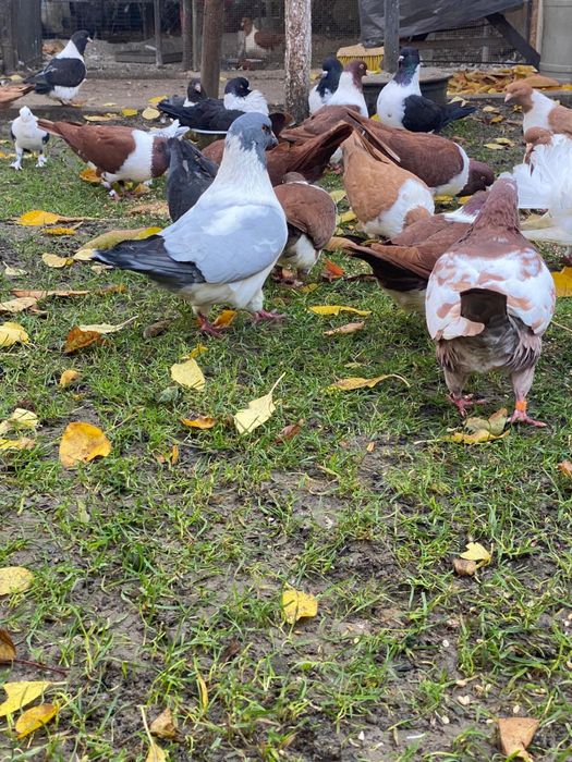 Vand porumbei rasa strasseri si rotati