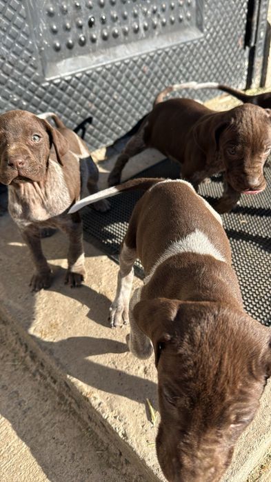 Охотничий чистокровный немецкий курцхар