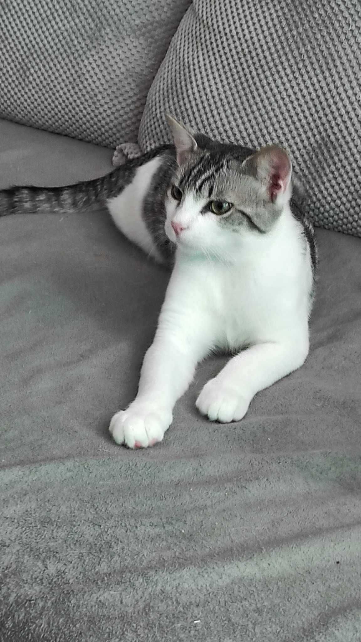 Подарява се мъжко  котенце