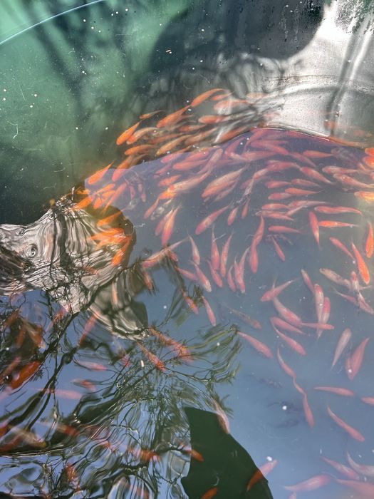 koi puiet 6-10 cm