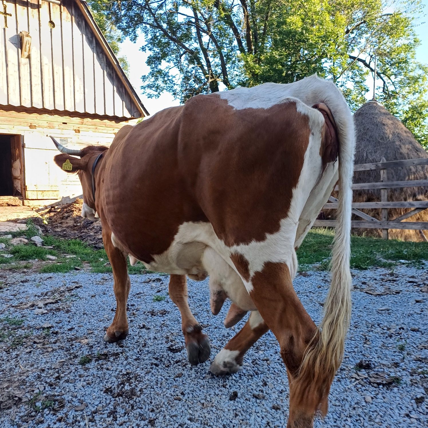 Vând vaca baltata cu vitea belgiana